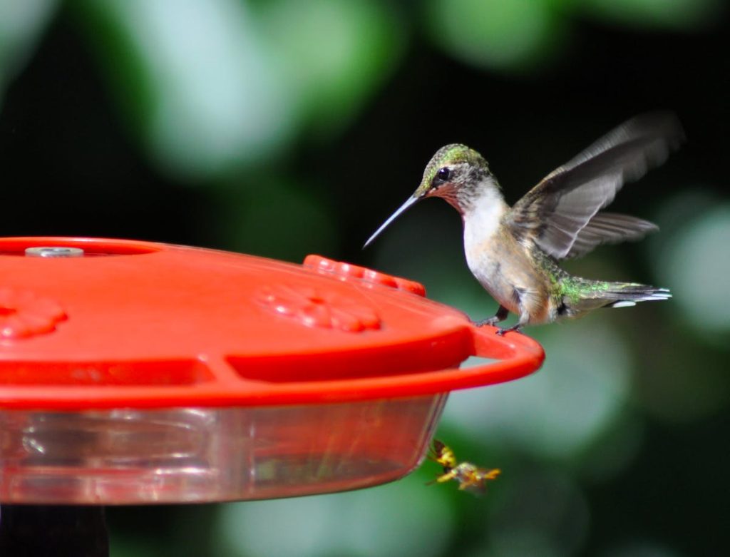 Fixing a Leaking Hummingbird Feeder - BirdzFly
